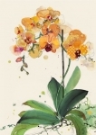 B041 ORCHIDEA